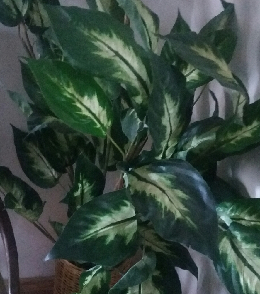 Plant